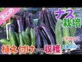 【まとめ】なす栽培　植え付けから収穫まで　2本仕立てvs3本仕立て