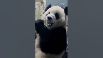 National Zoo welcomes new giant pandas from China