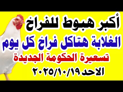 اسعار الفراخ البيضاء اليوم سعر الفراخ البيضاء الاحد 2025 10 19 في مصر جمله وقطاعي
