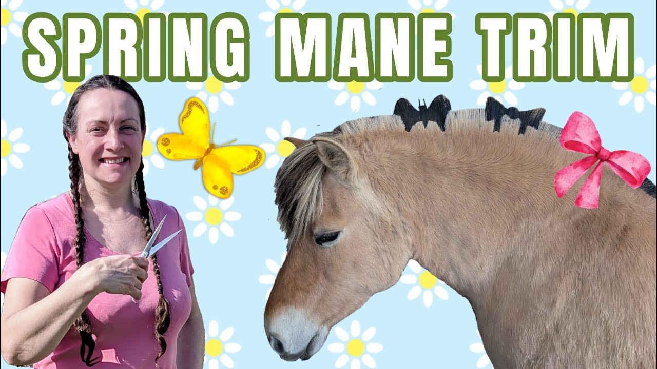 SPRING MANE TRIM - FJORD HORSE MANE TRIMMING - YouTube