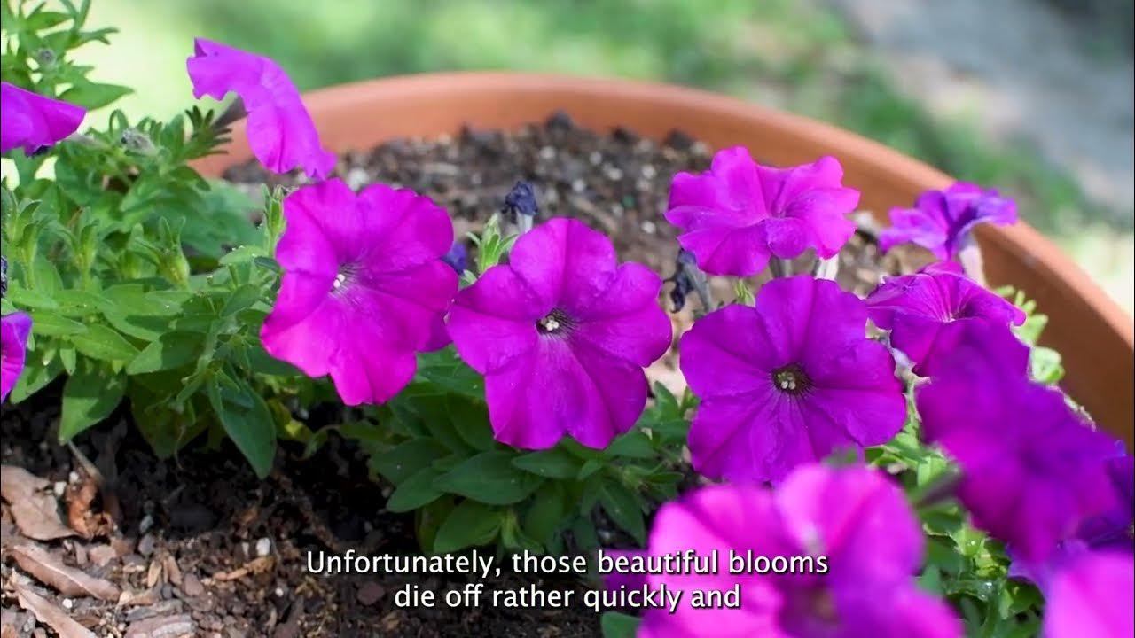 How to Deadhead Petunias YouTube
