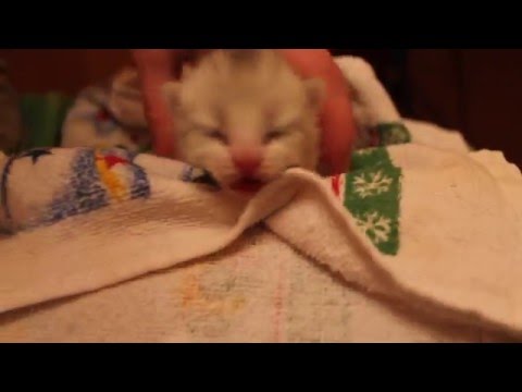 Как кормить котенка