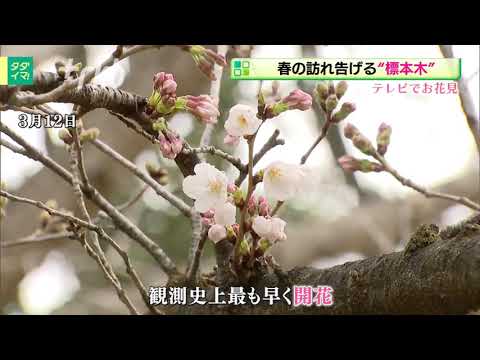 【テレビでお花見シリーズ】第１回　春を告げる桜