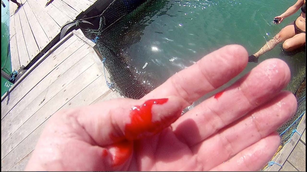 video editing software free Sharks & Human Blood
