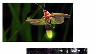 The BioGlow - Biomimicry Project