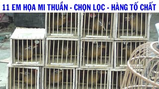 11 em họa mi thuần, toàn chim tố chất cập bến | Họa Họa Mi