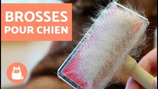 Type de brosses pour chien  À découvrir vite !