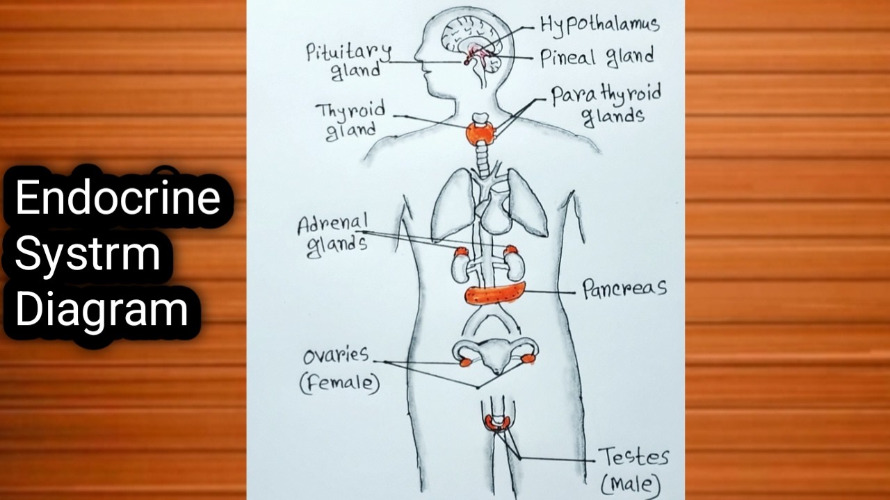 Exocrine System.drawing How to Draw Endocrine Glands In Human Beings / Endocrine System Diagram ...
