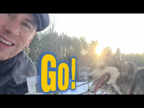 Racing Siberian Huskies in central Finland - The Lake Lands of Finland - Travel Guide