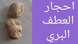 احجار العطف البري ( الملاكط ) او ما يسمى الجبلي