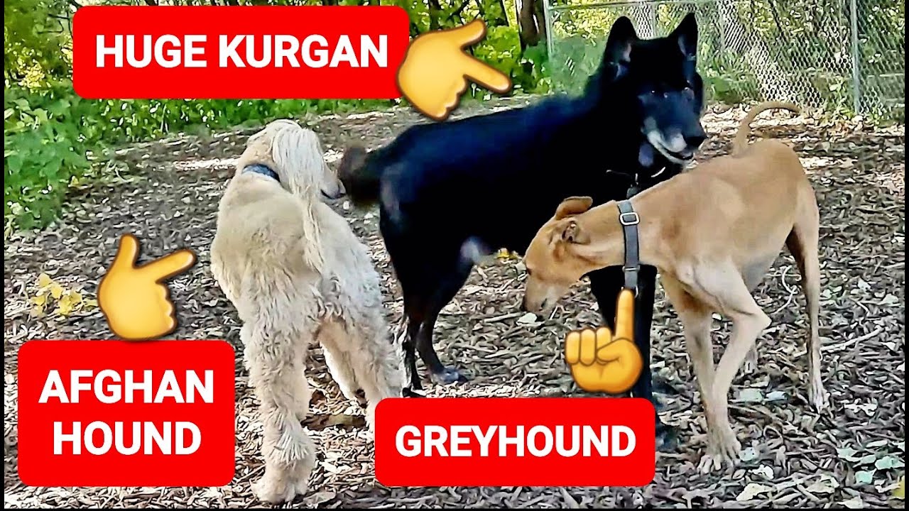 Lilydale Dog Park Kurgan at NEW Wilderness Dog Park in St. Paul, MN