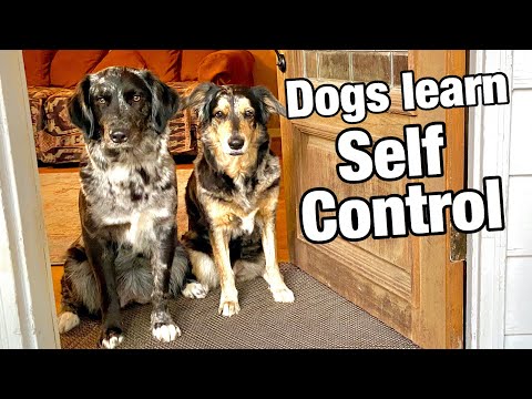 वीडियो: अपने कुत्ते को सिखाओ जब दरवाजे पर आने के लिए प्रतीक्षा करें