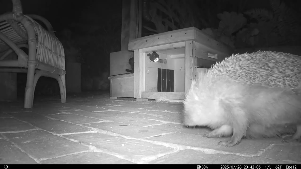 Hedghog mating ritual