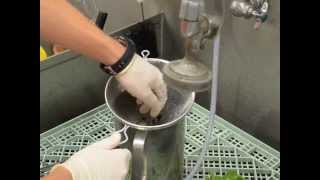 Extraction of Nematodes from Root Tissue