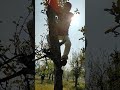 kashmir apple tree