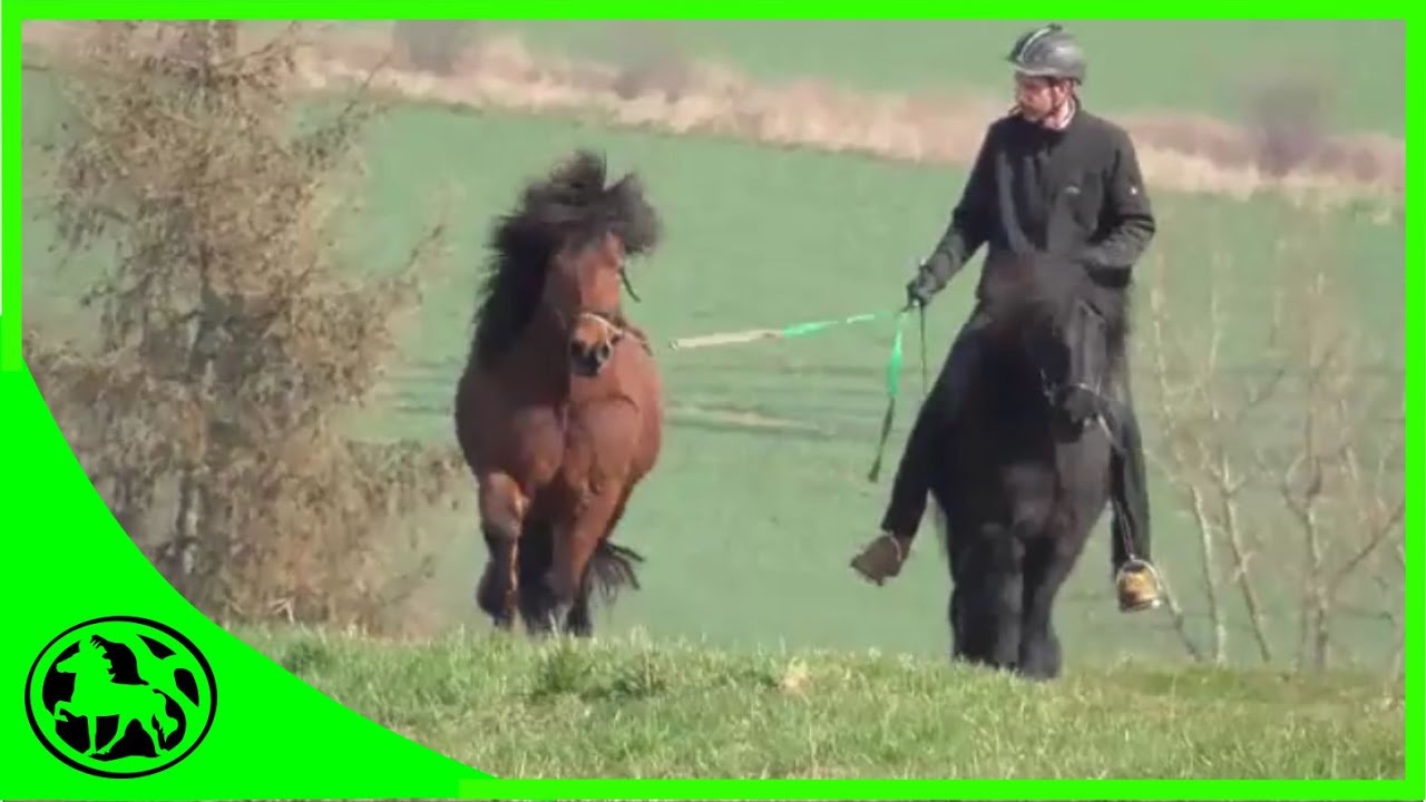 Pferd Bleibt Beim Reiten Stehen Und Geht Nicht Weiter