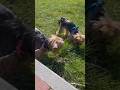 Eating grass #dog #eating #yorkie #youtubeshorts