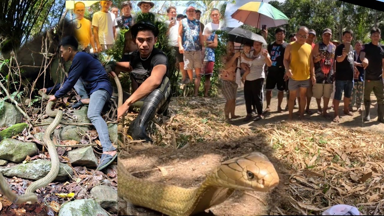 MGA JUMBO KING COBRA SA BATANGAS NAGLABASAN
