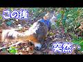 今日はいつにも増してボス吉の足取りが軽快だな～と思ったら‥【ボス猫爆速散歩】