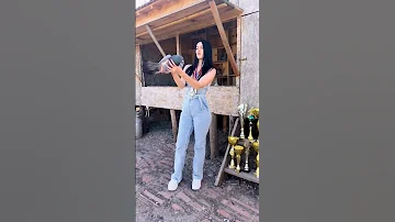 Pigeon Lovers Pigeon Kabootar Güvercin Kabutar Shorts Status Video Foryou Fyp 