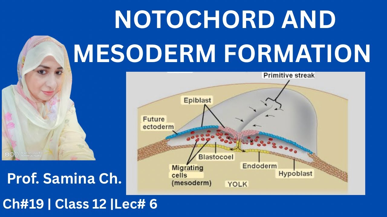 Notochord and Mesoderm Formation | Embryology Class 12 | Early ...
