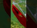 Homemade submarine moves in shallow water, U-41 model in action #shipmodel #rcships #submarine