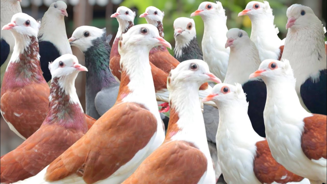 রাজ-গোল্লা মাদ্রাজি-গোল্লা ও বড় পায়রা কবুতরের দাম জানুন Very Low price Pigeons sale in Bangladesh