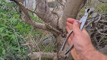 Collecting from the wild Part 3  Update and a trim, Aussie Bonsai Bloke