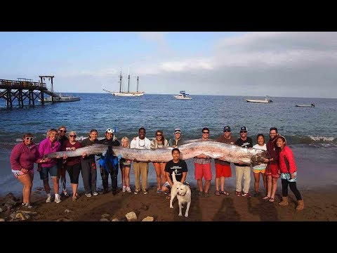 CRAZY California Beach Discoveries