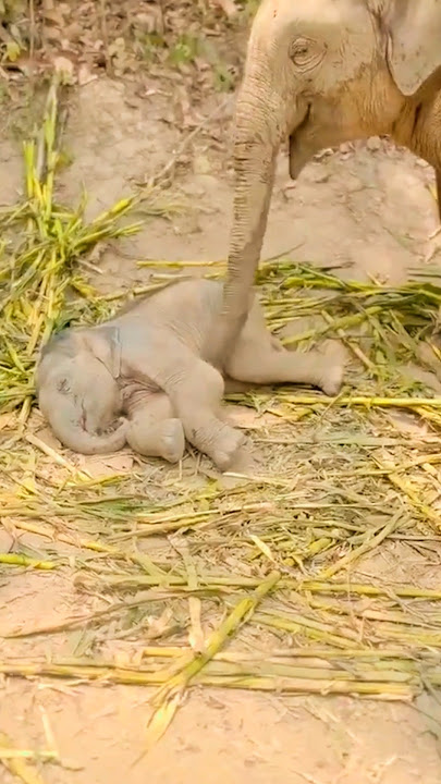 This is the most adorable moment of a baby elephant and mom ❤️🐘 #babyelephant #elephant #shorts
