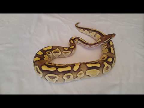 Update on Nuclear het hypo