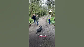 Dog Lead Confrontation 