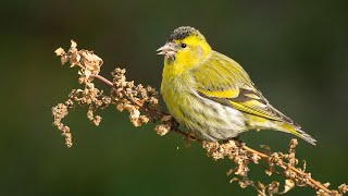 Karabaşlı İskete /Eurasian Siskin » Spinus spinus