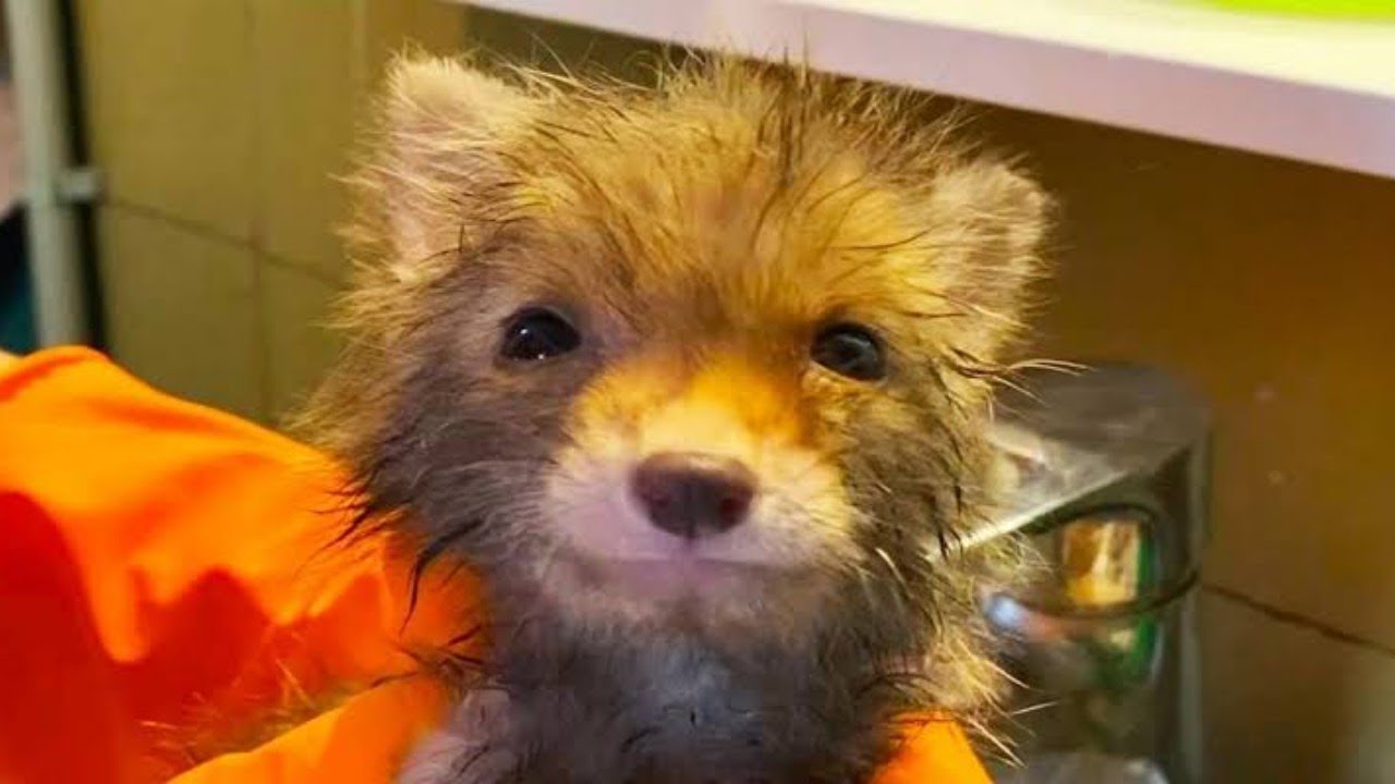 Baby Fox Becomes Attached To A Human And Her Dog After Being Rescued