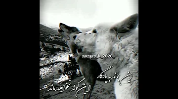 دختر لخت سعادت آباد تهران بدون شورت تو خیابون ای کاش شورت پاش بود همین دیروز سابسکرایب کنید کلیپ 