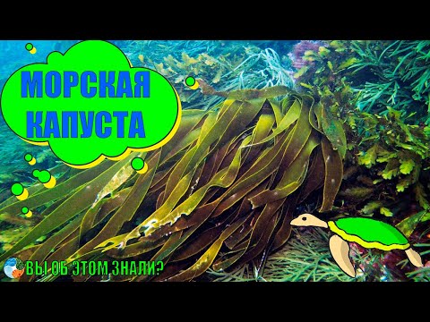 Морская капуста - польза и кому нельзя