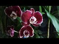 Орхидея 🥀🌹 МАРГАРИТА 🌹🥀 чем разочаровала КАОДА🤔(08.02.2021)