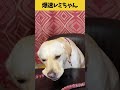 【ASMR 爆速レミちゃん37】鴨ネックジャーキーも爆速で食べちゃうレミちゃんの咀嚼音/Raw Feeding Dogs asmr #shorts