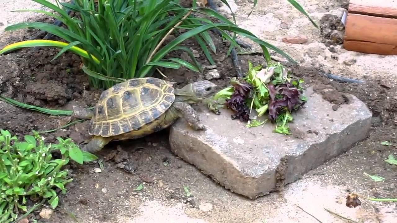 Russian Tortoise in outdoor habitat - YouTube