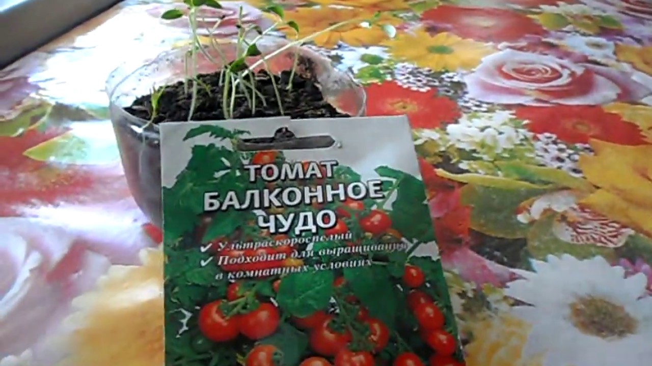Томат Комнатный Сюрприз Отзывы Фото