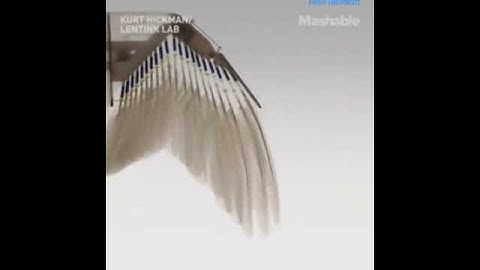 Robot Bird uses Real Feathers|Aerial Robot|#shorts