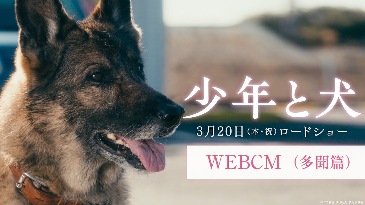 映画『少年と犬』WEBCM 多聞篇【3月20日(木・祝)公開】 - YouTube 映画『少年と犬』WEBCM 多聞篇【3月20日(木・祝)公開】 - YouTube