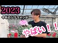 〈ついにここまで来たか…〉花市場からもラブコールのシクラメン!