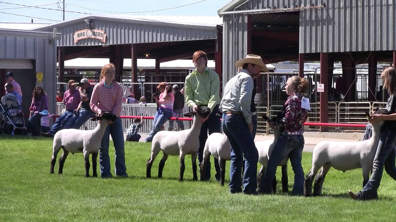 Intermediate Sheep Showmanship.Riverton.2013 YouTube