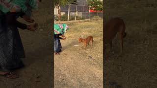 Doggy jiii !!#dog#help
