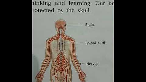 Class 3 Science (Ch-9)Our Body