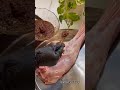 فخدة خروف مشوية تتبيلة ولا اروع لازم تجربوها😋🔥🔥🔥