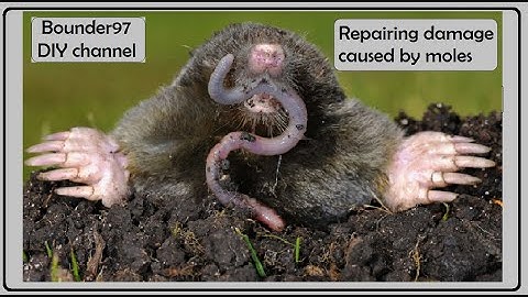 DIY (mole damage repair)