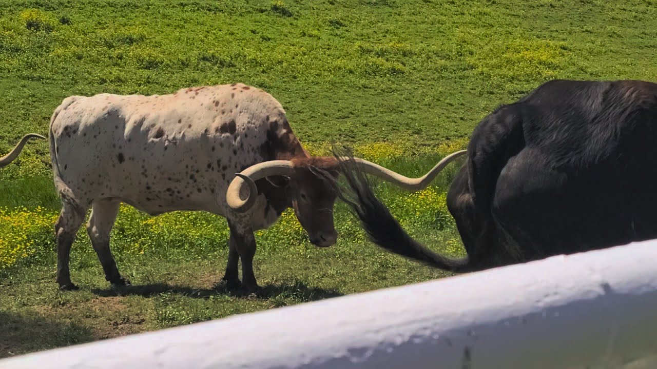 The Famous Texas Longhorn Bulls At A Busy Car Wash It s Texas YouTube the-famous-texas-longhorn-bulls-at-a-busy-car-wash-it-s-texas-youtube