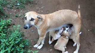 Street Mother Dog Nursing To Her 3 Puppies - So Wonderful To Watch - Dogoftheday